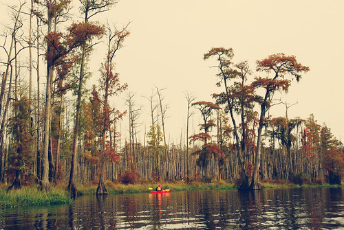 Fall in the Swamp