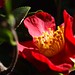 Red Camellia Flowers - 3