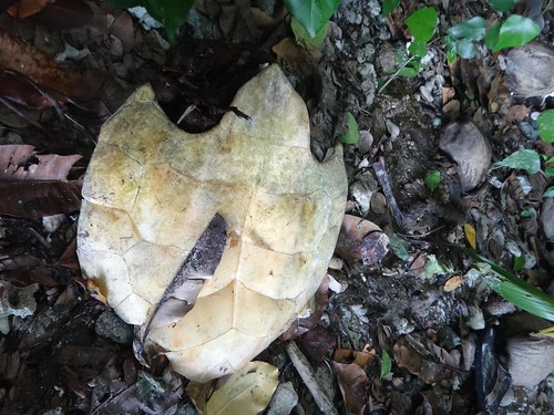 棄置於密林中的玳瑁腹甲（圖片攝影：陳柏豪）