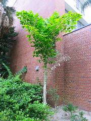 McCarty Hall Palm Garden in 2014