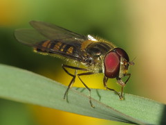 Hoverflies - Syrphidae, Syrphinae