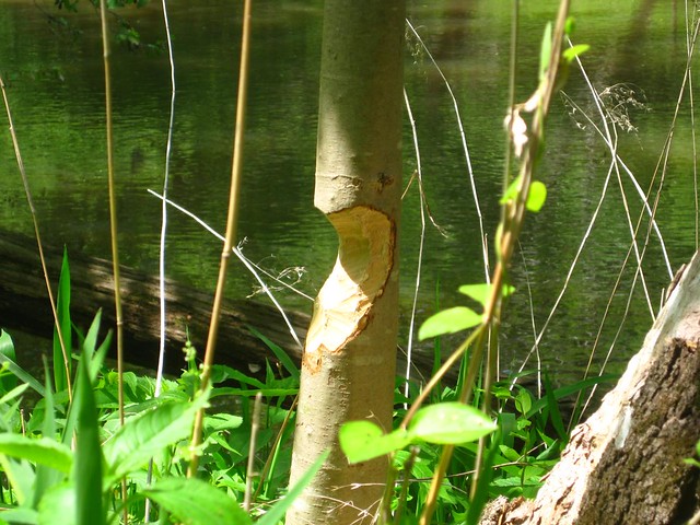 tree chewed by a beaver