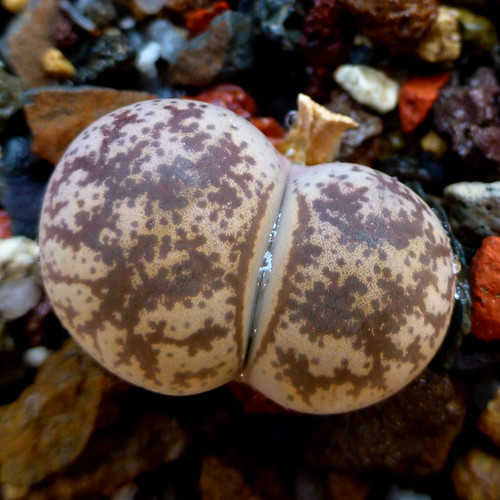 Lithops coleorum C396 by andreas.eils