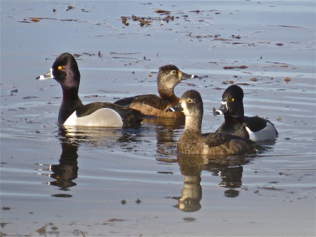 Ring-necked Duck at Evergreen Lake in McLean County, IL 05