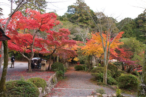 【写真】紅葉 : 大原野神社