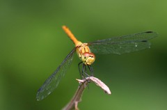 Vagrant Darter Dragonfly,Montenegro. by davidearlgray