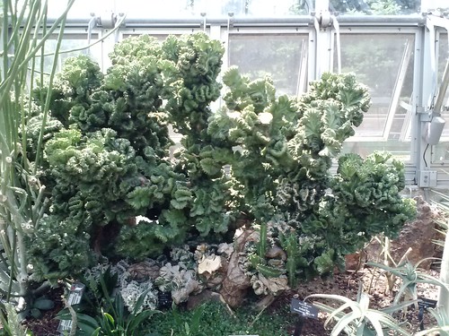 Euphorbia lactea cristate @ chicago botanic gardens by srboisvert