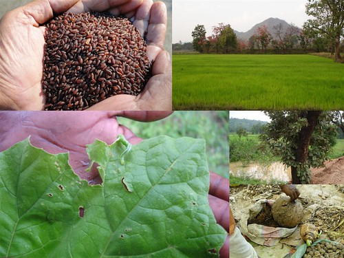 Validated and Potential Medicinal Rice Formulations for Diabetes (Madhumeh) and Cancer Complications and Revitalization of Kidney (TH Group-170) from Pankaj Oudhia’s Medicinal Plant Database by Pankaj Oudhia