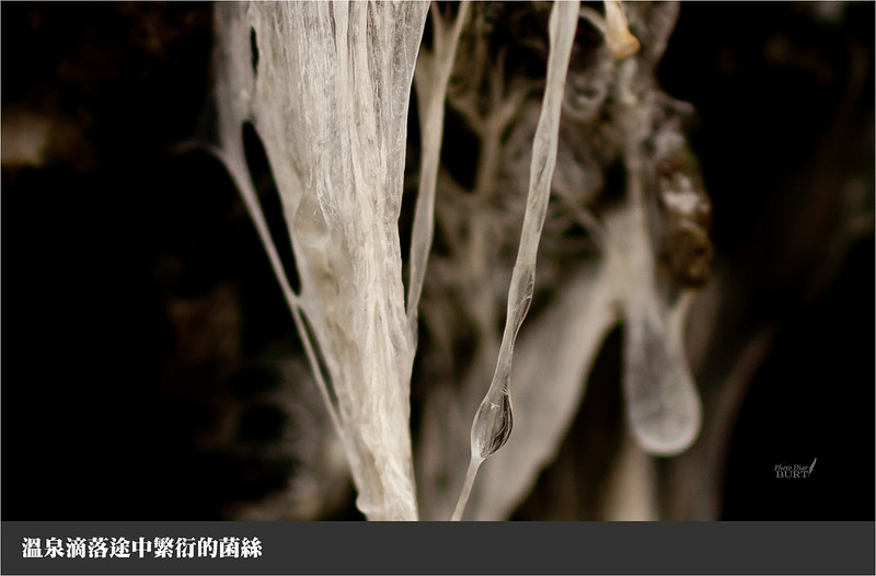 溫泉滴落途中繁衍的菌絲