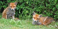 Urban Foxes