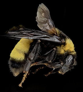 Bombus auricomas, F, Side, Baltimore, MD_2013-06-20-17.33.32 ZS PMax