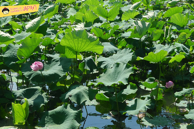 lily pond - ueno park 2