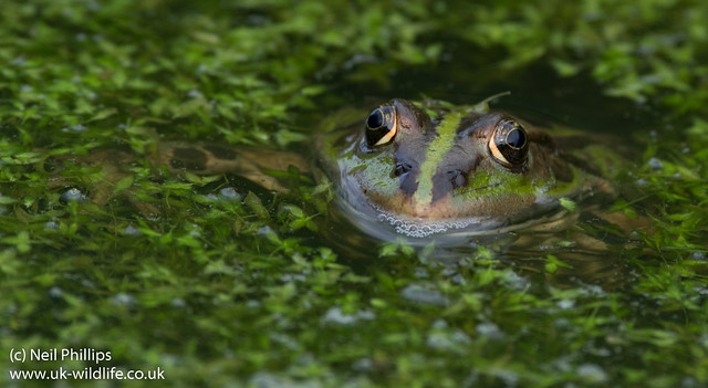 marsh frog-3