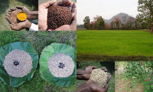 Validated and Potential Medicinal Rice Formulations for Hypertension (उच्च रक्तचाप) with Diabetes mellitus Type 2 (डायबीटीज) Complications (TH Group-328 special) from Pankaj Oudhia’s Medicinal Plant Database by Pankaj Oudhia