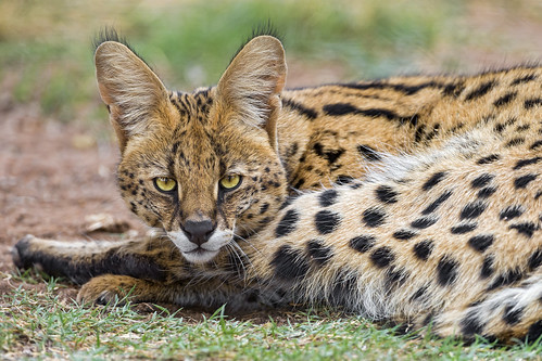 The male serval looking at me by Tambako the Jaguar