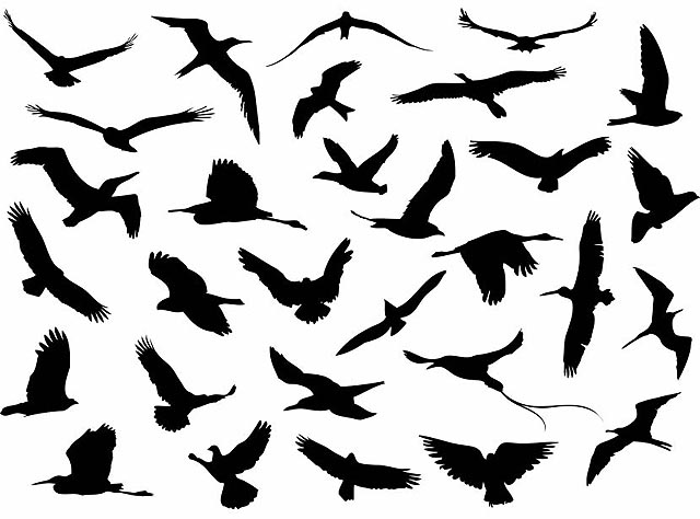 Vector Flying Birds Silhouette fresh best free vector packs kits