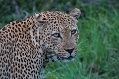 Leopards of Kruger National Park