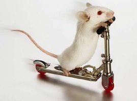 Mouse on scooter