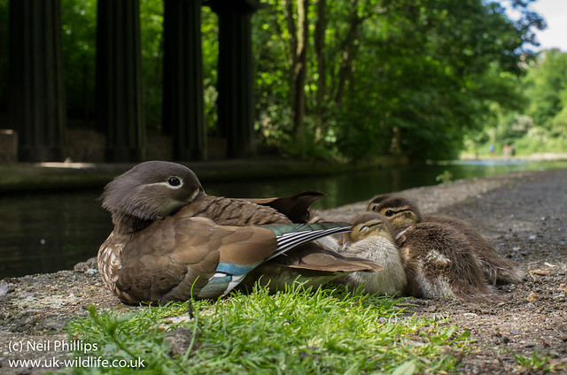 Mandarin duck Aix galericulata and ducklings wide angle-6