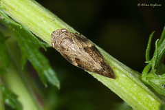 UK Hemiptera
