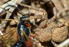 Crab Spider (Xysticus sp.) with Ichneumonid prey (Ephialtes sp.)