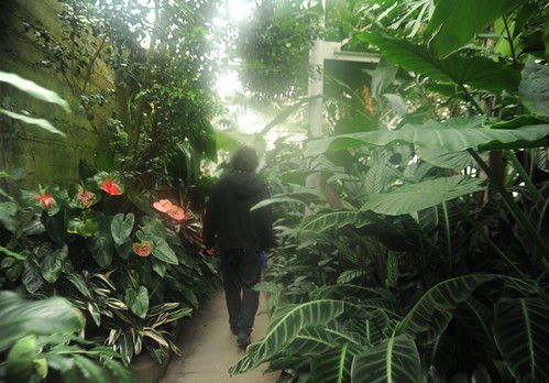 Nick Boseck walks among the giant leafy green plants, misty, designed by his relatives The Olmsted Brothers, Volunteer Park Conservatory, Capitol Hill, Seattle, Washington, USA by Wonderlane