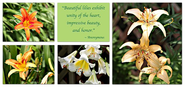 "Beautiful lilies exhibit unity of the heart, impressive beauty, 
and honor."