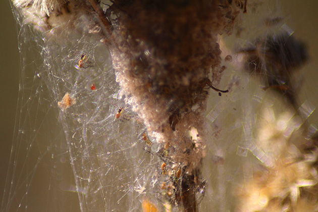 011-0657-lynx-spiderlings