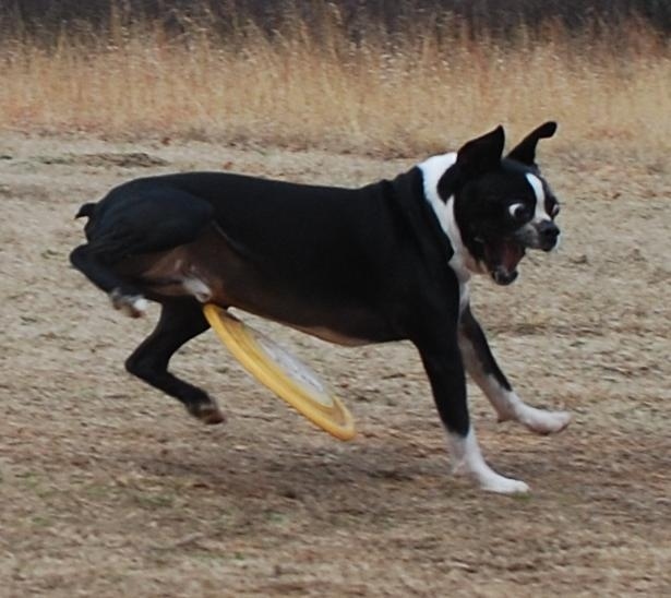 And the perfectly timed unfortunate Frisbee-throw picture: