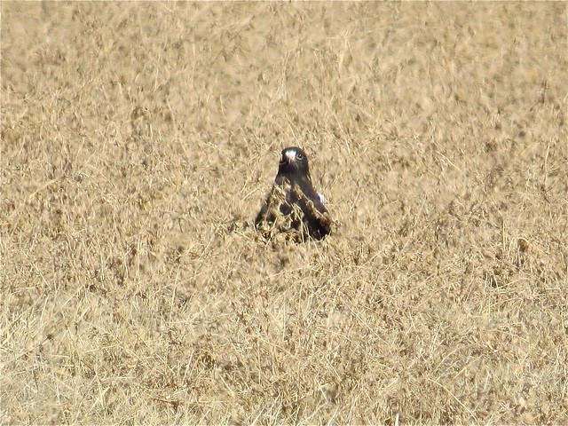 Adult Dark Morph Rough-legged Hawk near Downs, IL 03