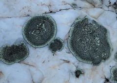 Lichens / Liquenes / Lav