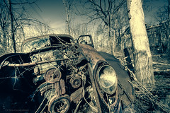 In the Shadow of Forgotten Beauty | Classic Car Graveyard