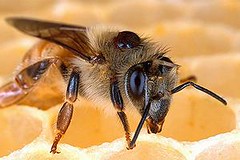 背上長了蜂蟹蟎的蜜蜂。蟎蟲會導致蜂群的死亡和疾病（圖片由Scott Bauer/USDA提供）。