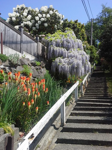 Red hot poker, wisteria, and rhody...
