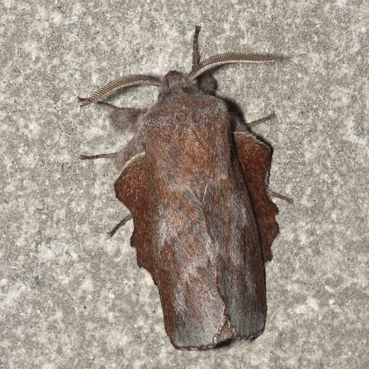 ヒメカレハ　Phyllodesma japonicus