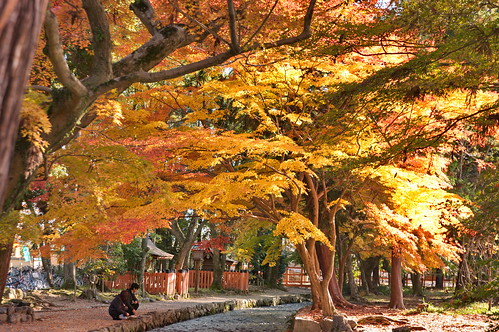 【写真】紅葉 : 上賀茂神社