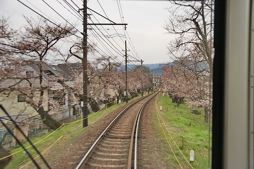 【写真】桜 : 宇多野－鳴滝間
