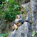Monkey at Halong Bay