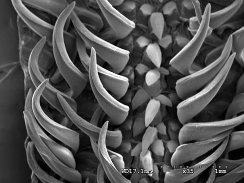08、鸚鵡螺齒舌掃描式電子顯微鏡照片，齒舌上的尖齒細長銳利。圖片作者：李坤瑄。