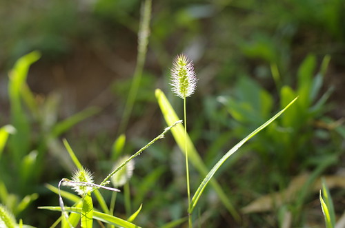 Setaria viridis[ by leicadaisuki