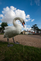 Swan at Thorpeness Meare Suffolk