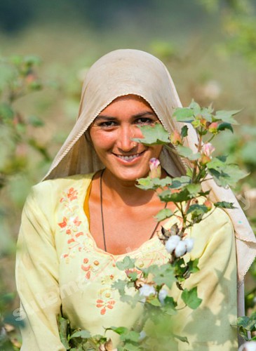 million dollar smile, Cotton-picking women exposed to pesticide poisoning