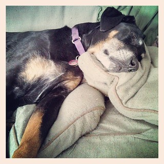 Lazy Sunday Morning... #dogstagram #dobermanmix #sleepy #ilovemydogs #Rescued #dobiemix #adoptdontshop #instadog