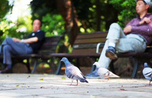 Pigeons in Park