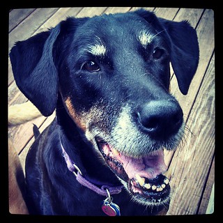 Happy 11th Birthday Lola! #dobermanmix #dogstagram #birthday #rescue #adoptdontshop #love #smile