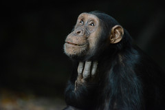Tanzania: the chimps