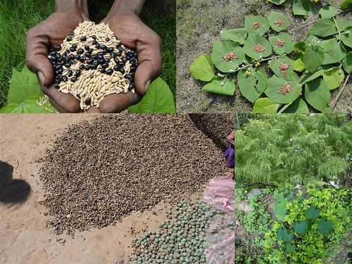 Medicinal Rice Formulations for Diabetes Complications, Heart and Kidney Diseases (TH Group-87) from Pankaj Oudhia’s Medicinal Plant Database by Pankaj Oudhia