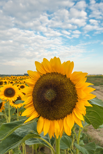 Large Sunflower early in the morning by RuudMorijn