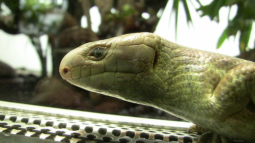 In the Reptile House, WIlhelma Zoo