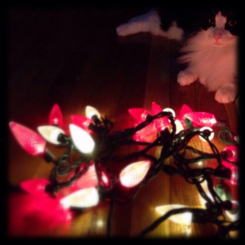 #fmsphotoaday December 15 - Lights